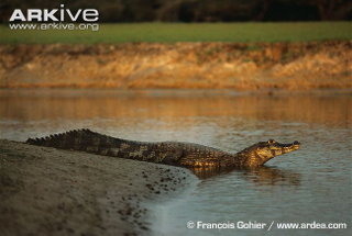 Illustration for article titled Sunday Crocodilian - Caiman yacare Edition
